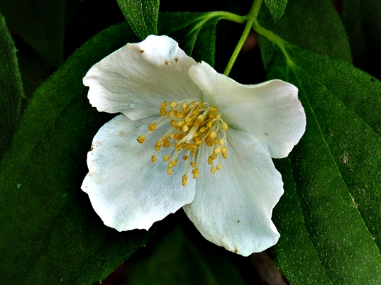 {Philadelphus inodorus}